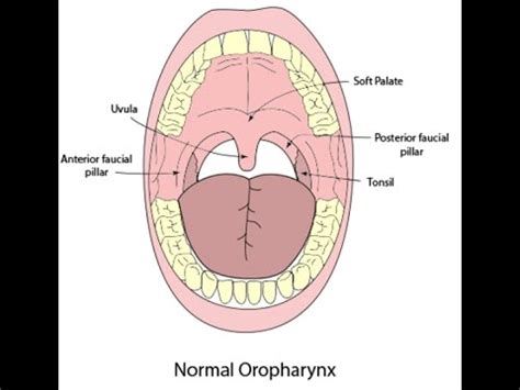 Oropharynx Examination - YouTube