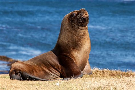 Sea Lion | San Diego Zoo Animals & Plants