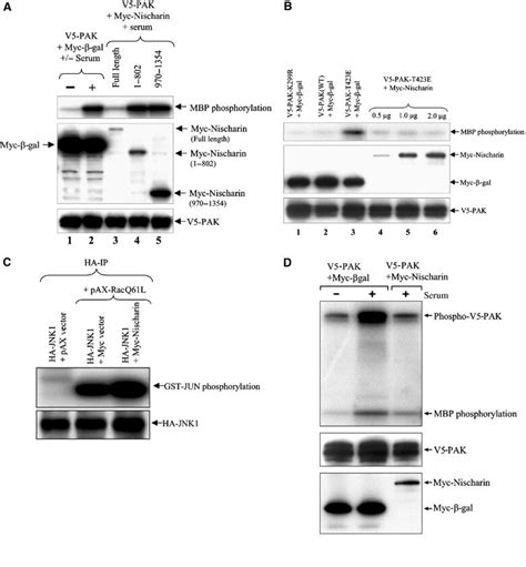 Kinase activity assays. (A) Nischarin inhibits serum-stimulated PAK ...