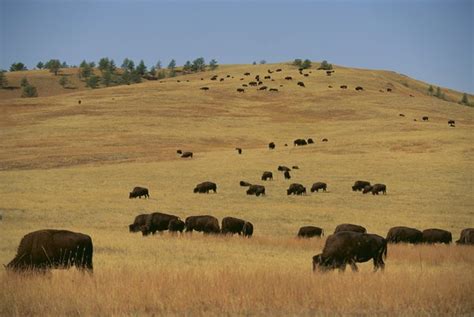 Great Plains of North America Animals & Plants | Sciencing