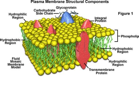 Cell membrane-A phospholipid layer that covers a cells surface and acts ...