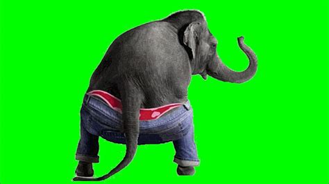 Elephant Funny dance | Free Green Screen Footage - YouTube