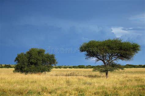 25,653 African Plains Stock Photos - Free & Royalty-Free Stock Photos from Dreamstime