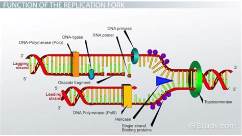 Dna And Replication Worksheet Answers Label The Diagram - Pensandpieces