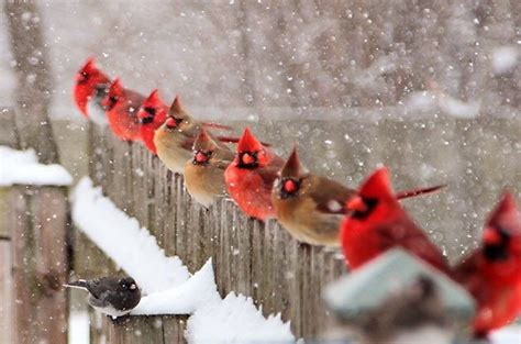 51 Best Winter Bird Photos - Birds and Blooms