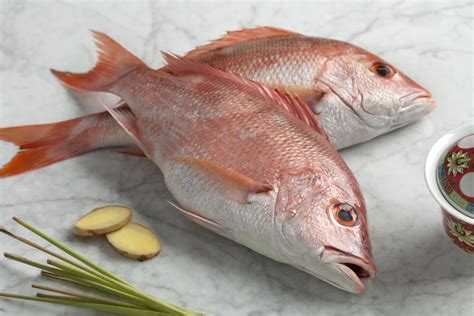 Vermilion Snapper Diet Plans - dlgala