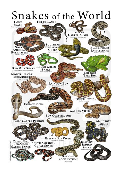 Snakes of the World Poster - Etsy Australia