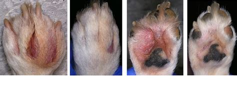 Interdigital 'Cysts' (Pododermatitis) - The Skin Vet