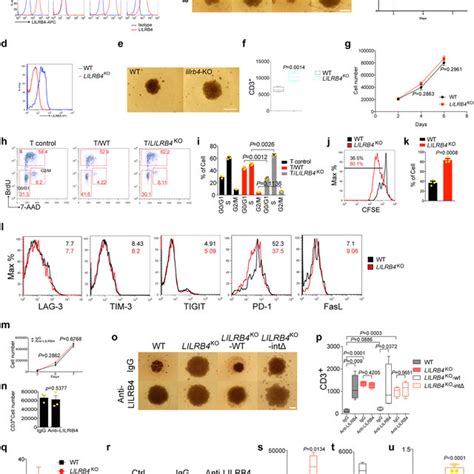 Anti-LILRB4 antibodies reduce leukaemia development by restoring... | Download Scientific Diagram