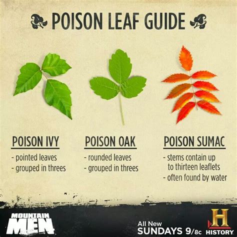 Poison Leaf Guide | Poison leaves, Poisonous plants, Survival skills