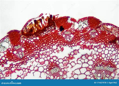 Puccinia fungi stock photo. Image of rust, plant, basidiomycota - 171627978