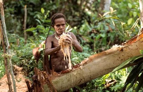 Inside the Indonesian cannibalistic tribe that live high up in treehouses and had no knowledge ...