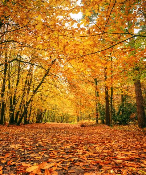 All 95+ Images Design-image-photo-autumn-forest Updated