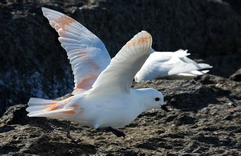 Snow petrel — Australian Antarctic Program