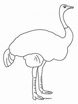 Free Printable Ostrich Coloring Pages For Kids sketch template