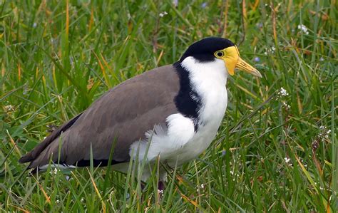 Spur winged plover. (Vanellus miles), | The masked lapwing (… | Flickr