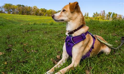 Types of Dog Harnesses & How to Choose One | Zoetis Petcare