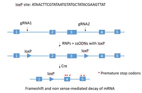 Reliable and efficient creation of floxed alleles in mice | The Genome ...