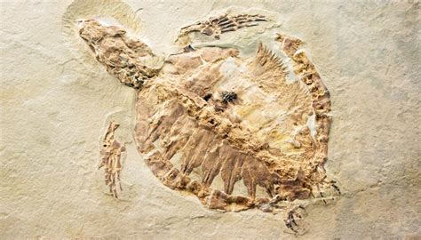 What Can We Learn by Studying Fossils? | Sciencing