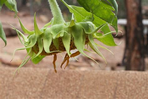 Sunflower Shower Head | Nothing coming out of the pope | Flickr