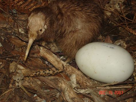 Kiwi birds lay the largest eggs relative to their body size of any bird in the world...ouch ...