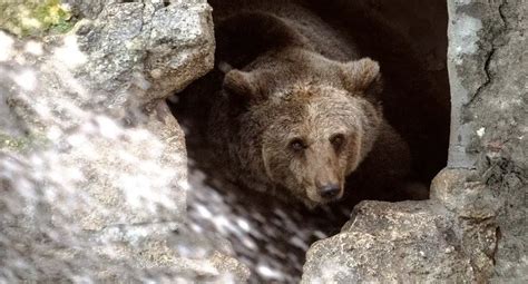 Do Bears Live in Caves? - UntamedAnimals