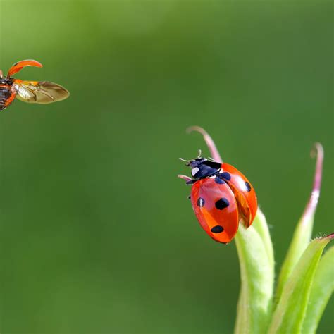 Insects Pictures