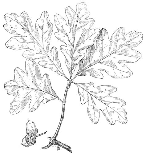 Oak Leaf Drawing - Pin-oak Leaf | Dekorisori