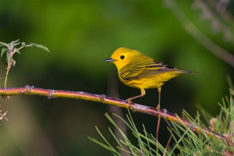 Yellow Warbler Male And Female