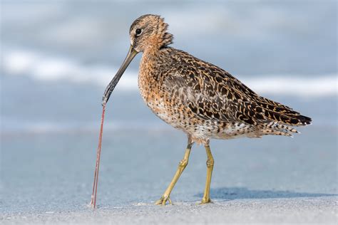 Short-billed Dowitcher | Audubon Field Guide