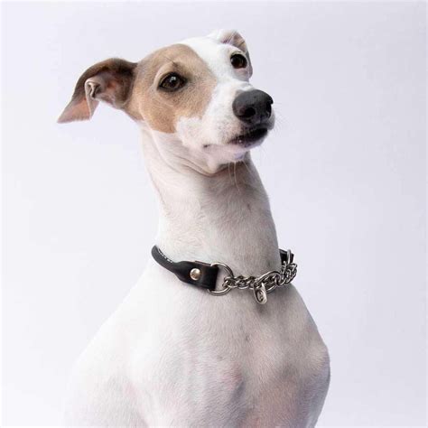 Italian Greyhound Martingale Collars, Harnesses & Leads | IGGY DOGWEAR