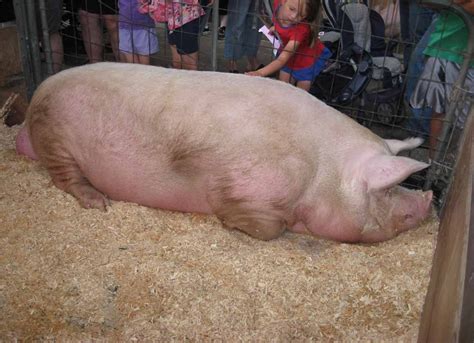 The largest pig in the world Big Bill, weighs 2,552 lbs. | Big pigs ...