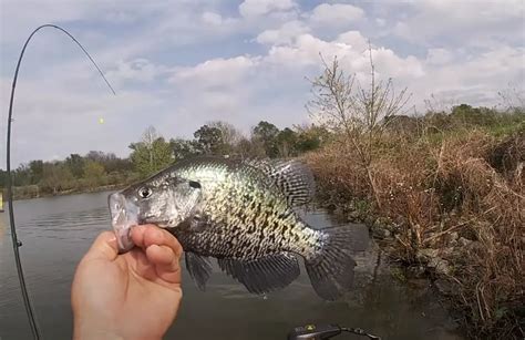 Louisiana Crappie Fishing Tips (Free Guides)