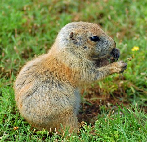 Baby Prairie Dog eating flower | Mike D | Flickr