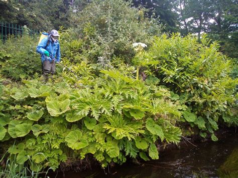 2350 Giant Hogweed plants treated over 15 days of lockdown - essential ...