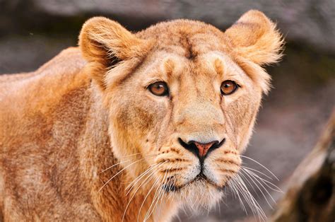 Download Animal Lion 4k Ultra HD Wallpaper