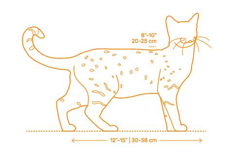 Montessori-inspired Egyptian Mau Cat Life Cycle Anatomy | lupon.gov.ph