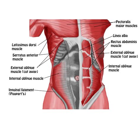 Scar Tissue from C-sections and Abdominal Surgery - Spontaneous Muscle Release ...