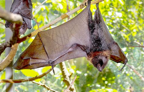 Rodrigues Flying Fox | San Diego Zoo Animals & Plants