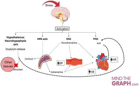 Oxytocin Blocks Tachycardic Responses in the Restraint Stress Model ...