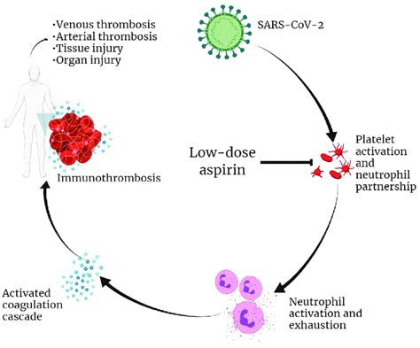 Potential role of early aspirin in reducing incidence of... | Download ...