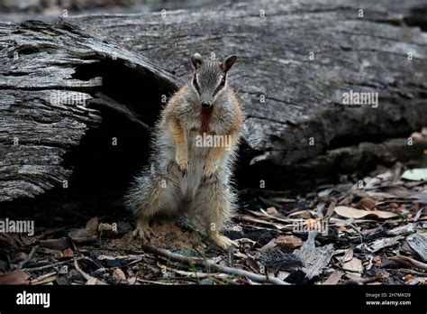 Numbat (Myrmecobius fasciatus), male showing the sternal gland and ...