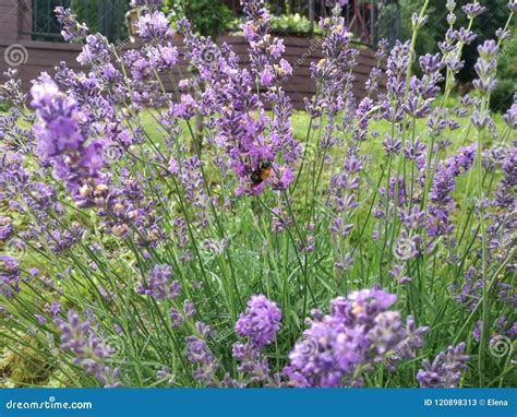 Lavender stock image. Image of lavender, bumblebee, flowers - 120898313