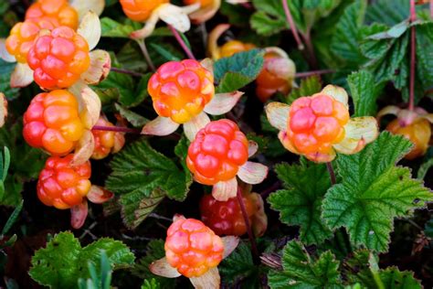 Travel Feature: Cloudberry Culture in Finnish Lapland | kimkim