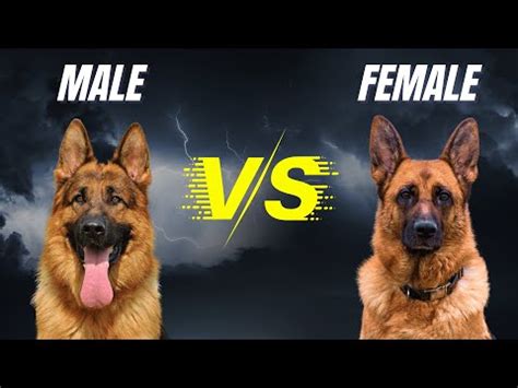 What Are The Differences Between Male And Female German Shepherds ...