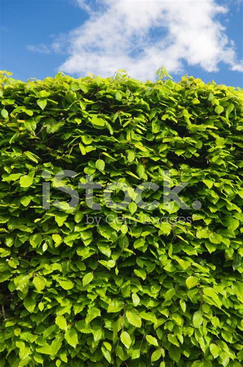 Beech Hedge Stock Photo | Royalty-Free | FreeImages