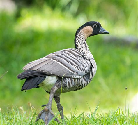 Hawaii State Bird | Nene