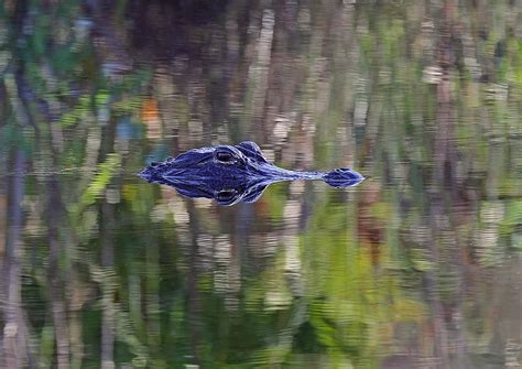 Blue Alligator Photograph by Juergen Roth - Fine Art America