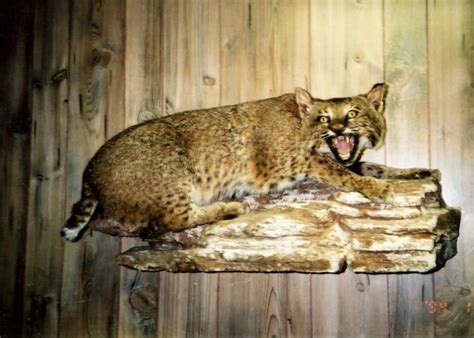 20 Of The Worst Taxidermy Animals Ever Created