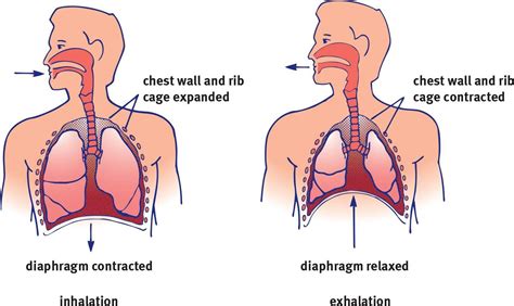 Stages of Ventilation